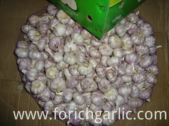 Regular White Garlic